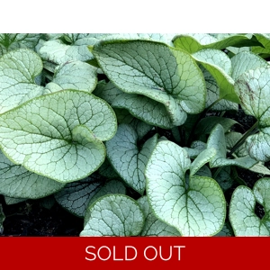 Brunnera 'Alchemy Silver'